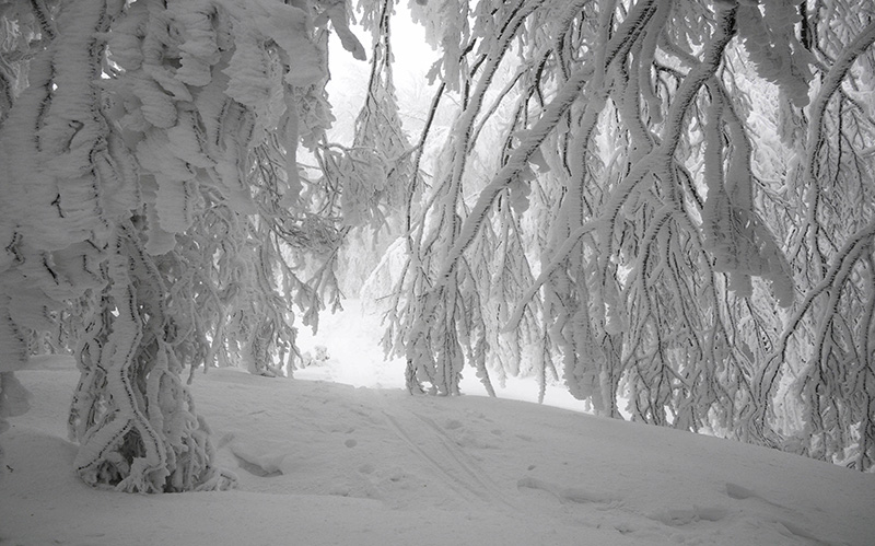 _DSC5285 copia.1.jpg