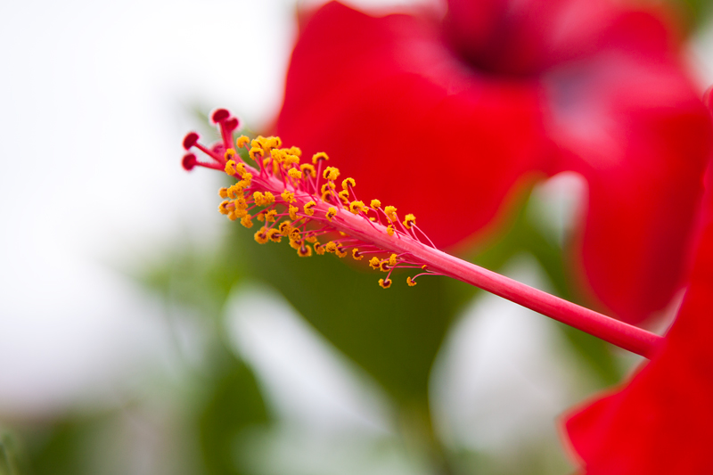 _MG_4337.jpg