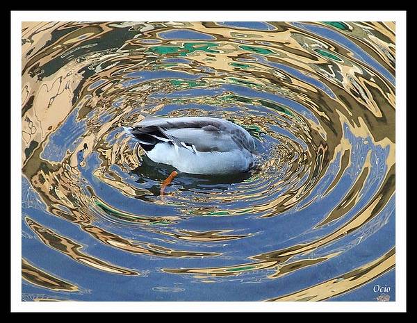 a testa in gi� ....jpg