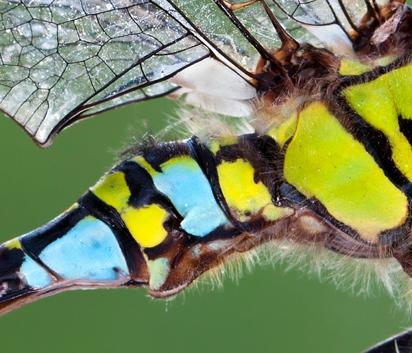 aeshna-cyanea---maschio---crop---.jpg