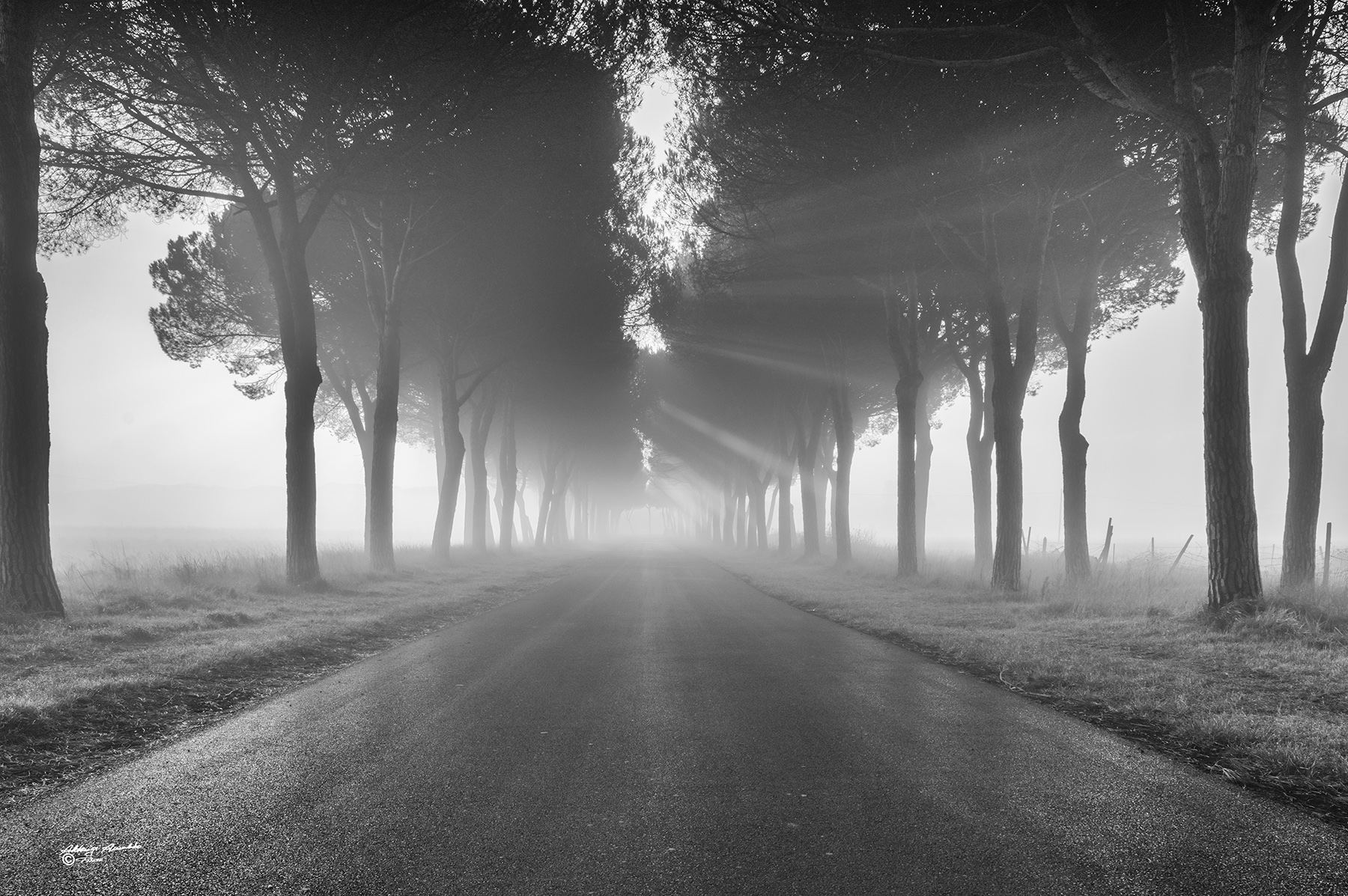 Alba Coltano 4-1-20 025B.jpg