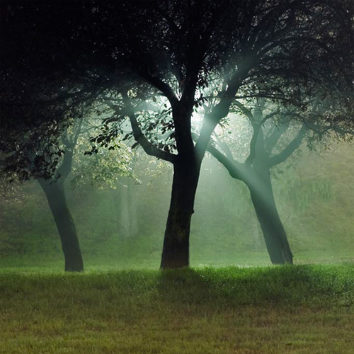 albero.jpg