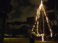 albero.jpg