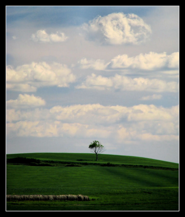 albero_ok.JPG