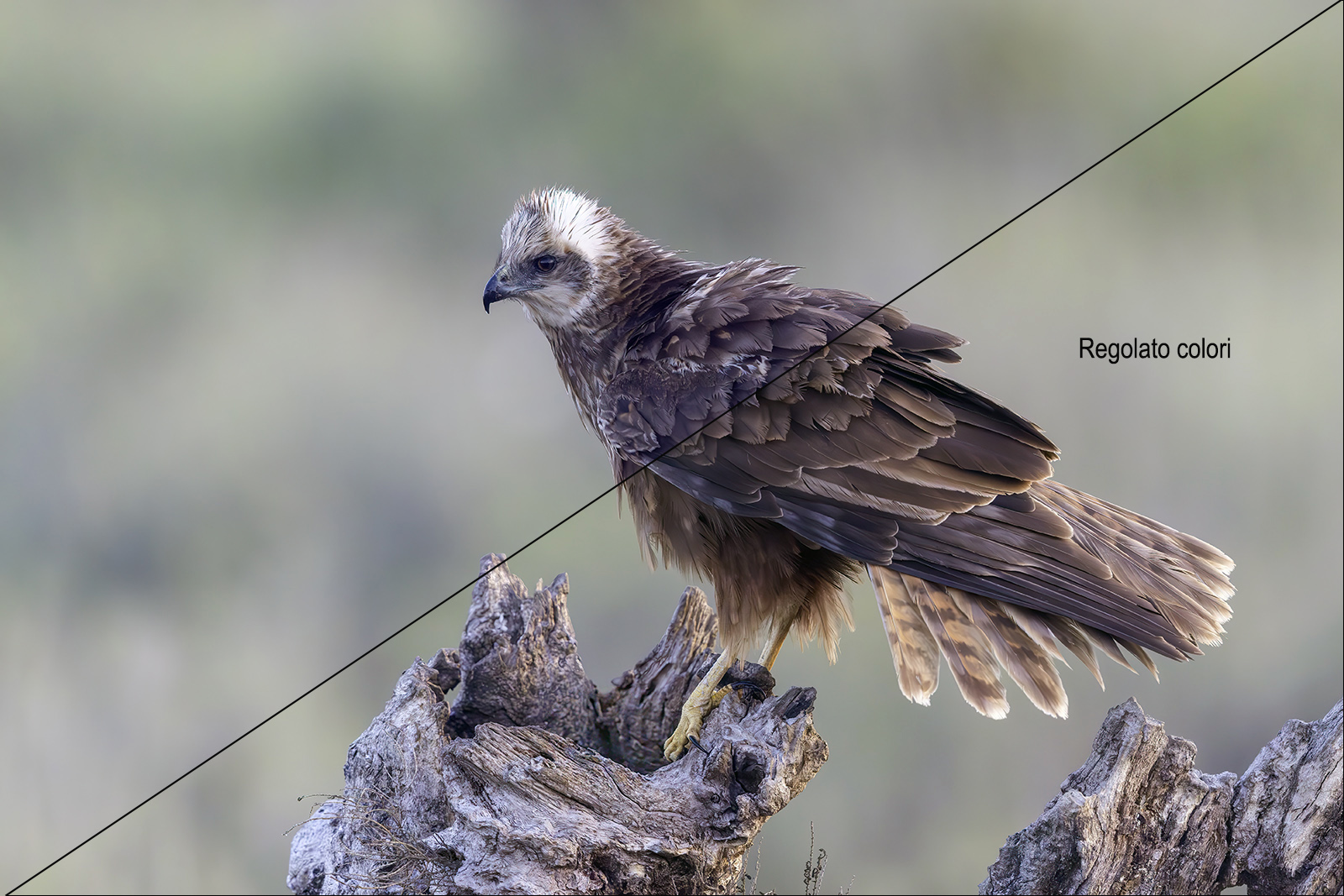 album_pic.jpg ivo.jpg