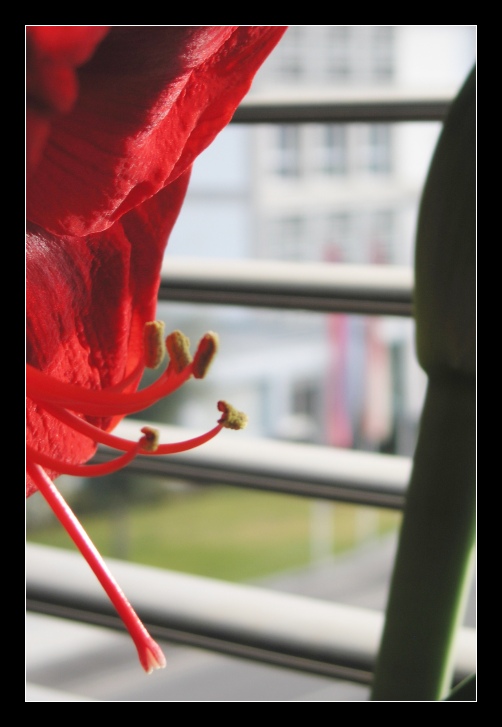 amaryllis.jpg