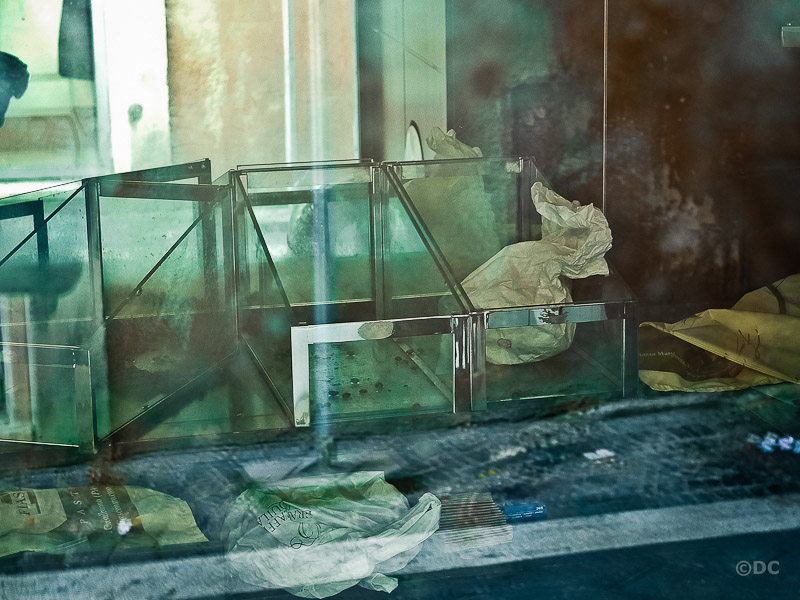 Aquila ferita_32.jpg