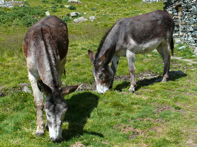 asini2.JPG