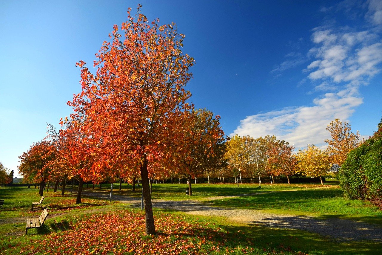autumn-9953669_1280.jpg