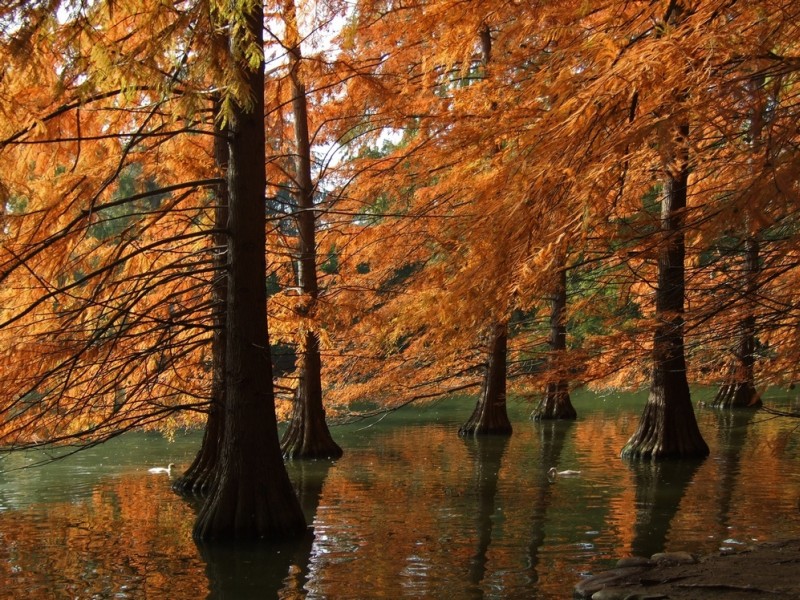 autunno4.jpg
