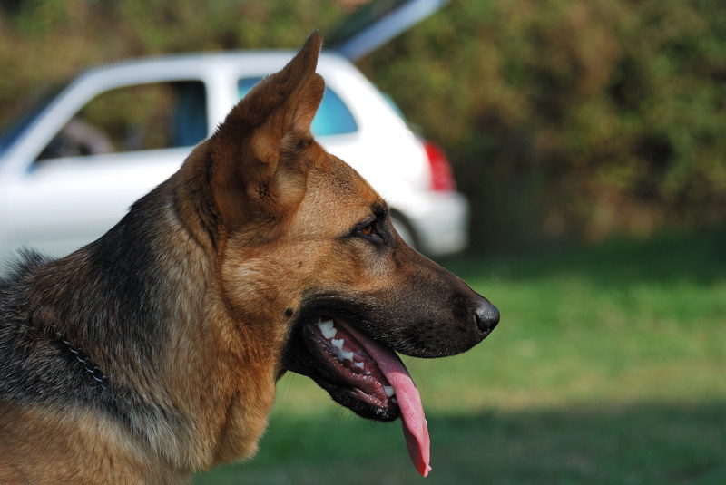 becky addestramento 004.jpg