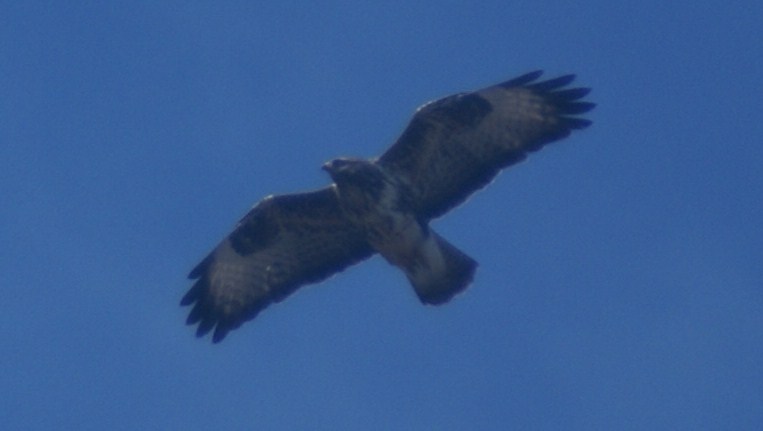 buteo2007.JPG