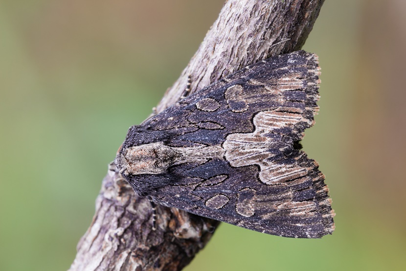 C17-9537pp.jpg