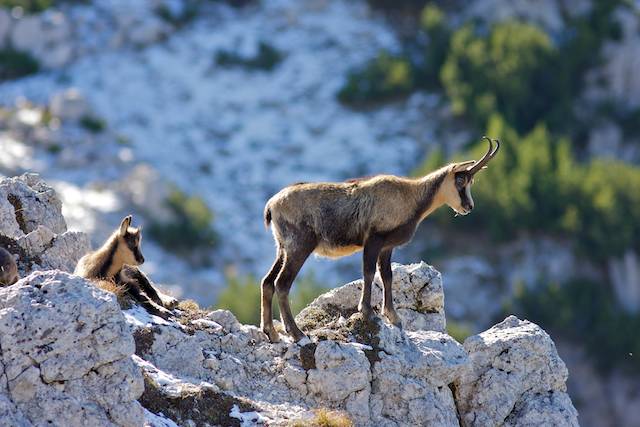 Camosci - Famigliola1.jpg