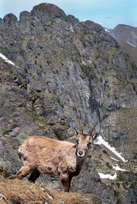 Camoscio bis.jpg