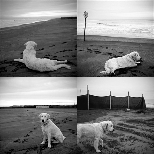 Cane mozzato bleahhh!!!!!.jpg