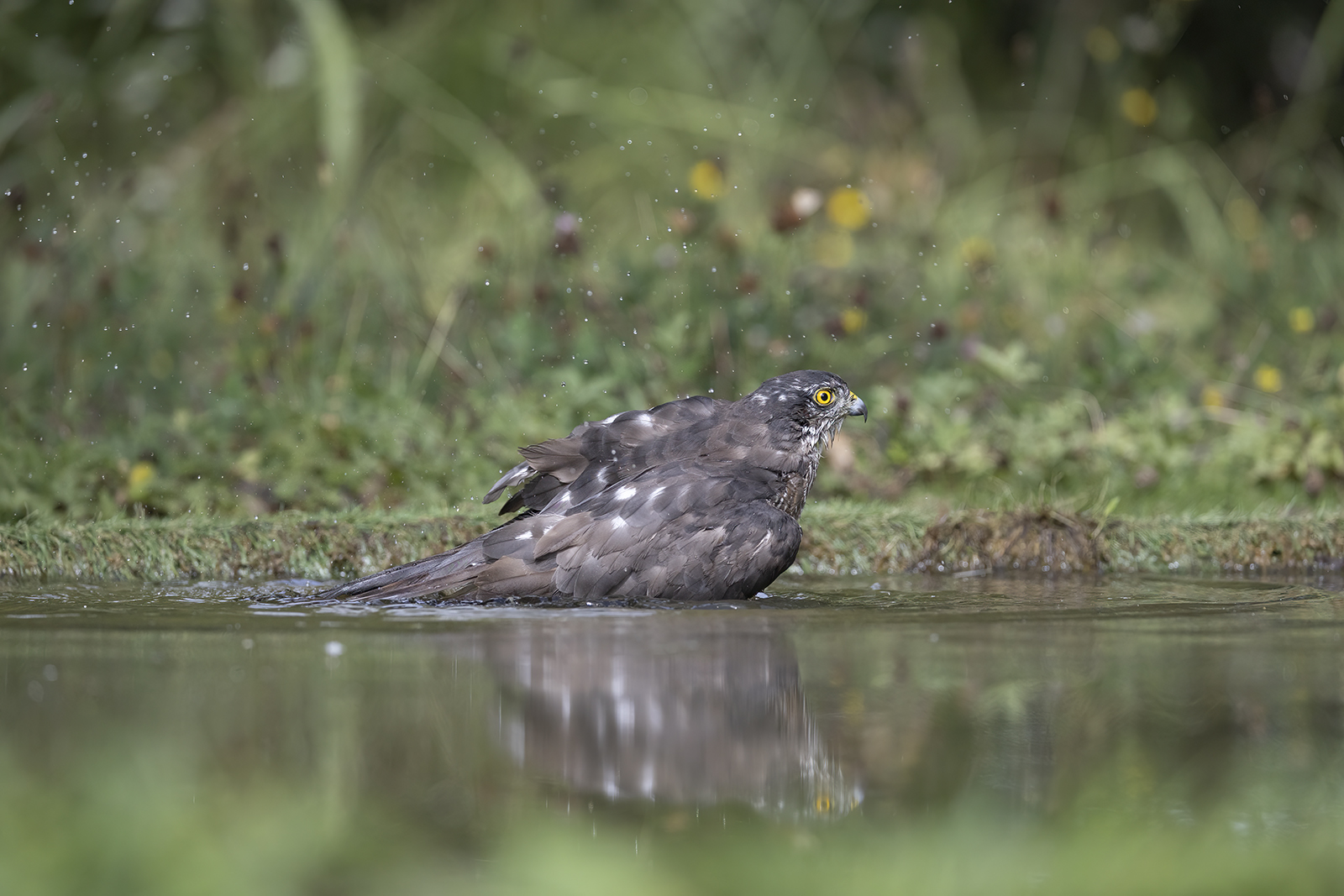 Capanno Picus Agosto 2024 R6-937.jpg