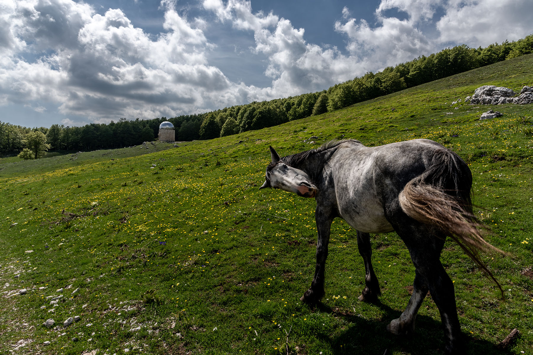 Cavallo Nef-Modifica-ps.jpg