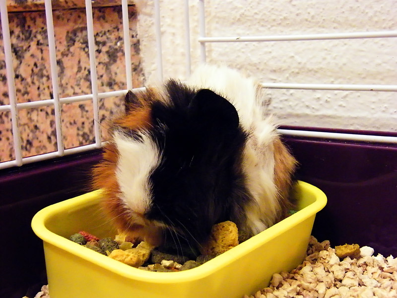 Cavia1.jpg