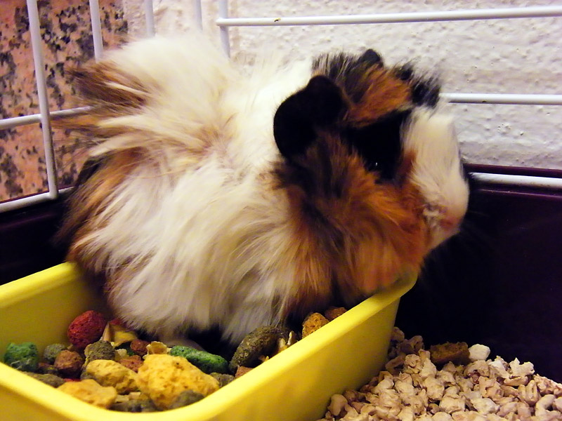 Cavia2.jpg