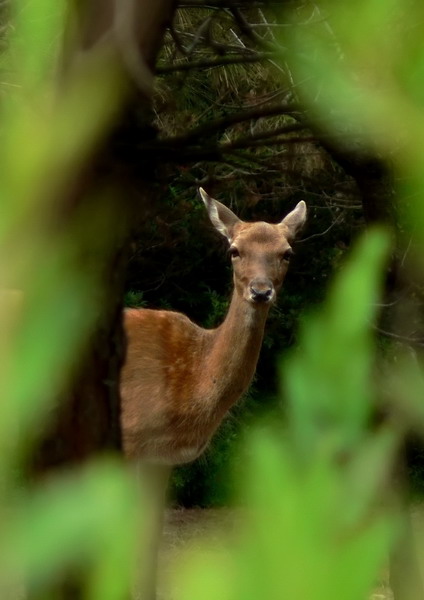 Cavoli...mi ha beccato verticale.jpg