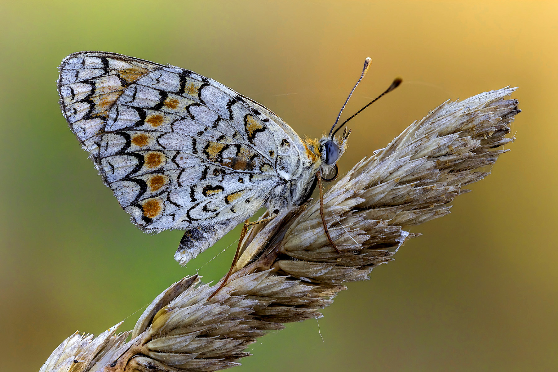 CD5A3478-2xx  copia.jpg