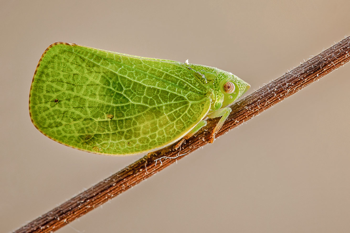 cicadella.jpg