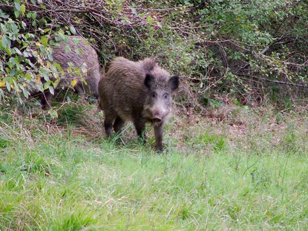 cinghiale2.jpg
