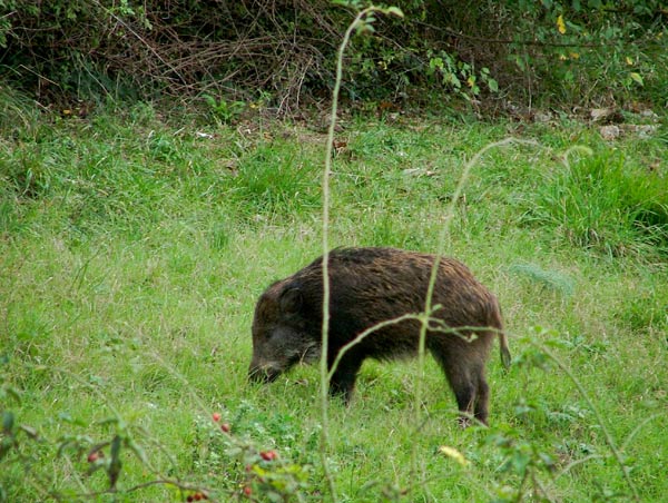 cinghiale3.jpg