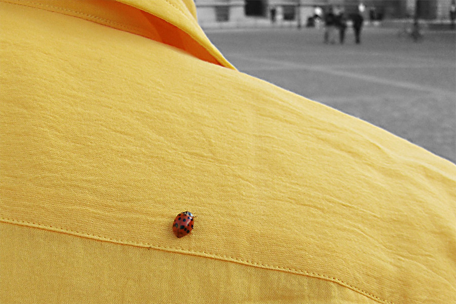 coccinella_a_Berlino_4.jpg