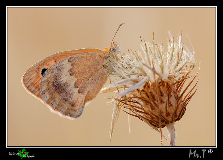 Coenonympha pamphilus2_720px.jpg