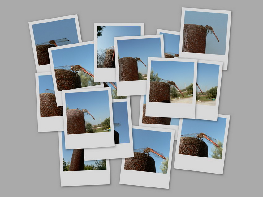 collage.jpg
