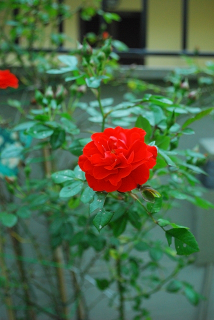 Copia di 1600-ISO.JPG