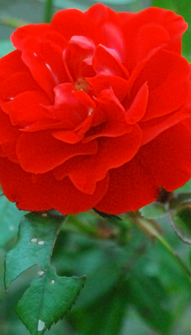 Copia di 1600-ISO_cr_cr_cr.jpg