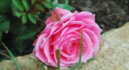 Copia di 1600_ISO_-cr_cr.jpg