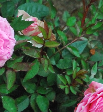 Copia di 1600_ISO_cr_-cr_cr.jpg