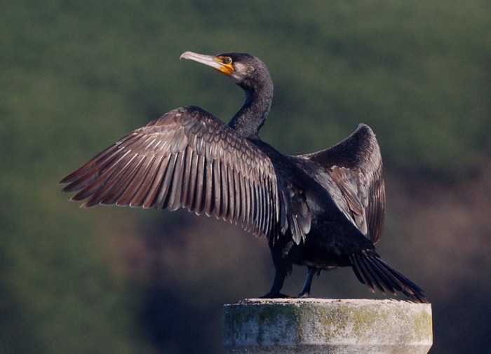 cormorano.jpg
