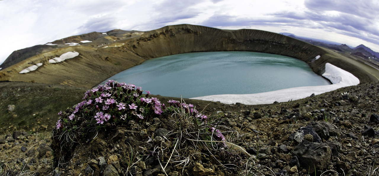 Cratere Viti fiori fucsia.jpg
