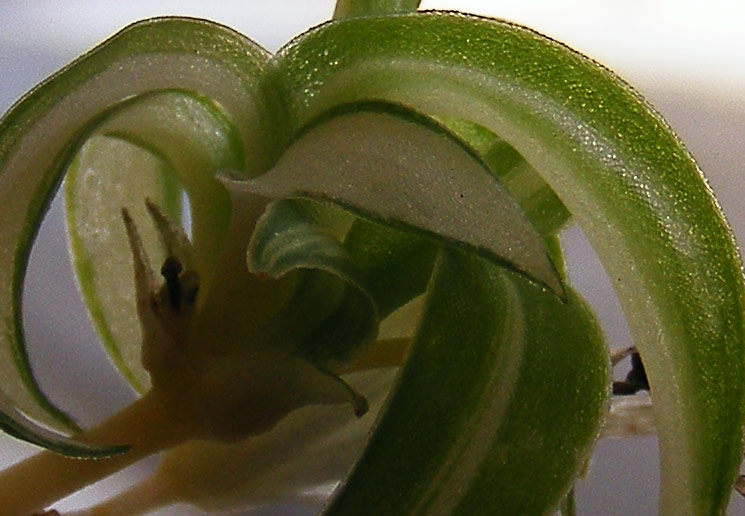 crop-1.jpg