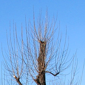 crop35mm.jpg