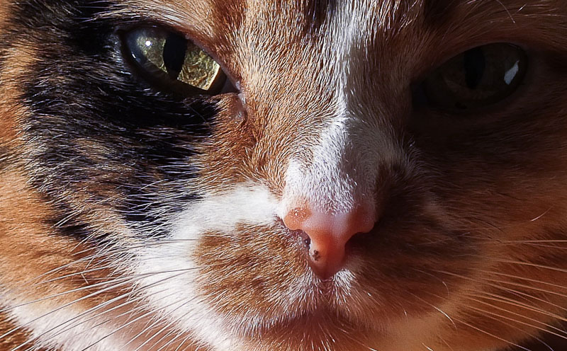 crop 112_800-200k.jpg