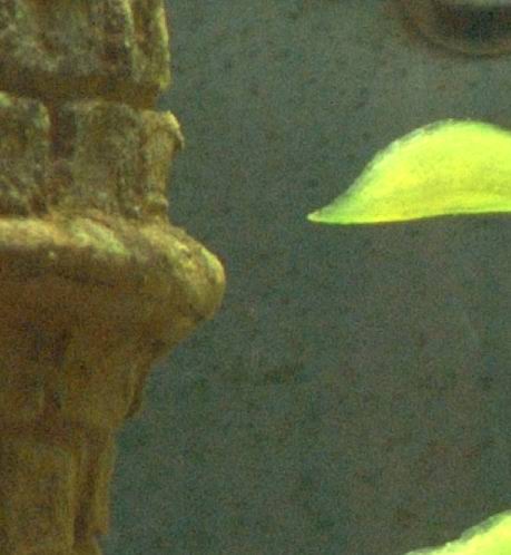 crop 200 + 1.jpg