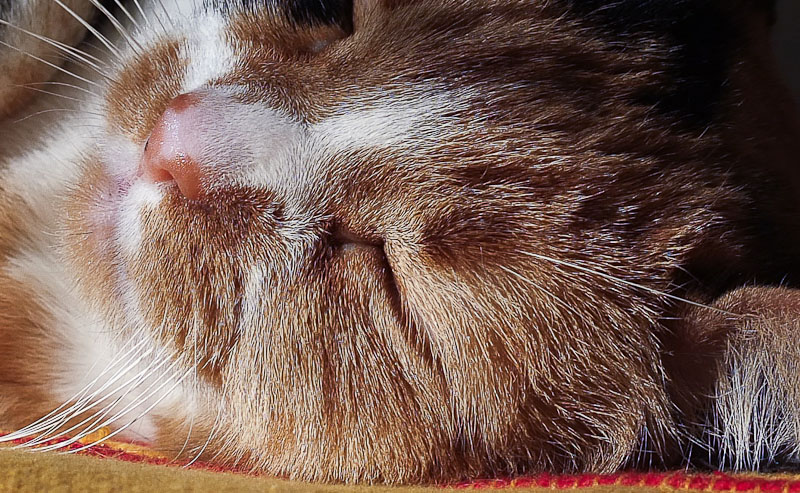 crop 28_800-200k.jpg