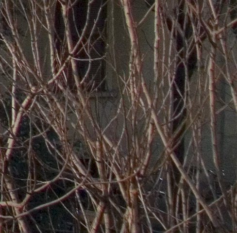 crop 35 mm..jpg
