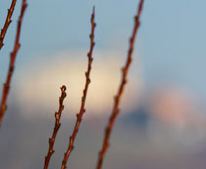 crop chiesa 150f2.jpg