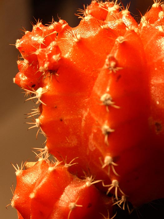 crop macro 100iso.jpg