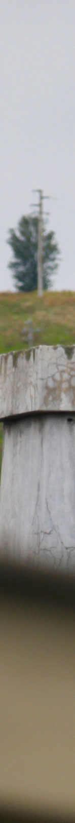 crop_oly.jpg