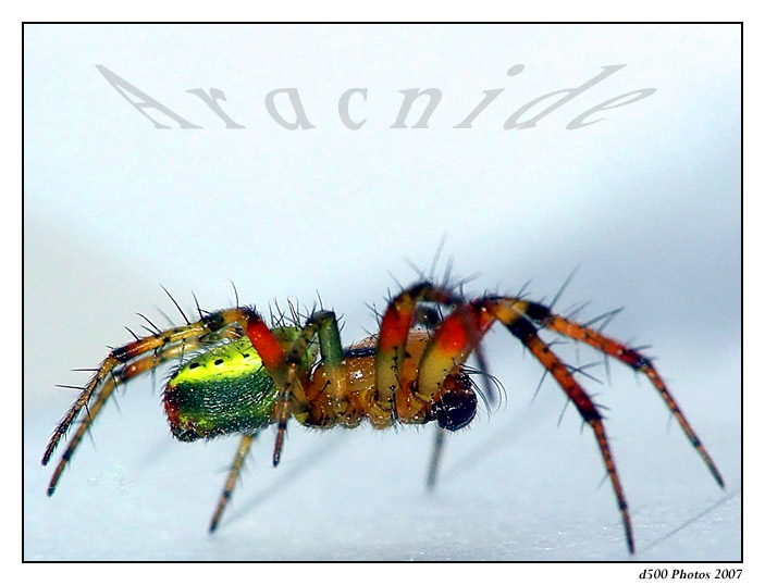 D500-Aracnide.jpg