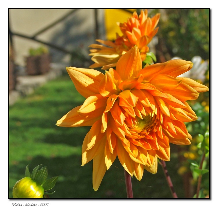 Dalia.jpg