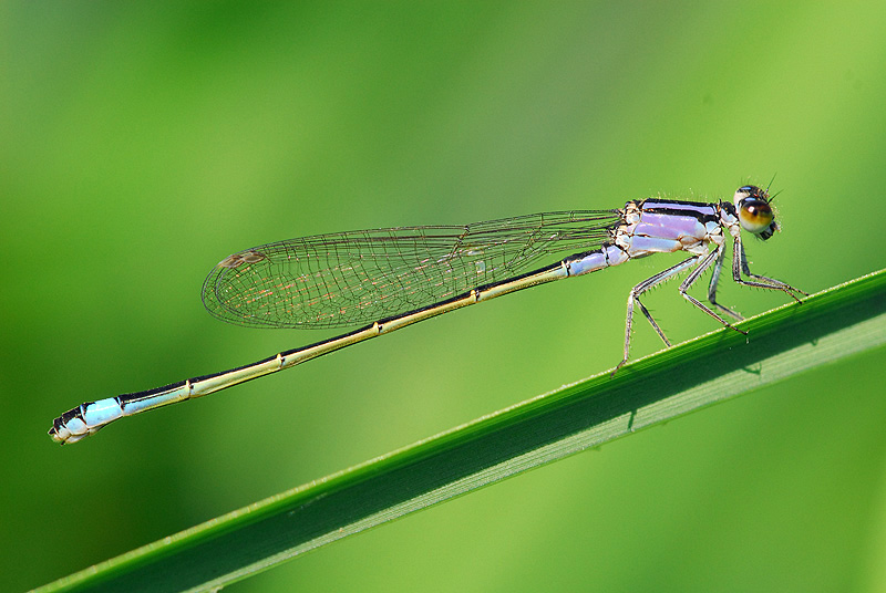 Damigella violetta 2.jpg